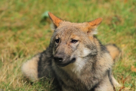 Pup5m12AuheimKati_Hagen-14
