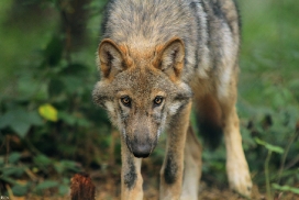 Pup5m12AuheimKati_Hagen-15