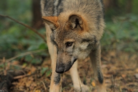 Pup5m12AuheimKati_Hagen-16