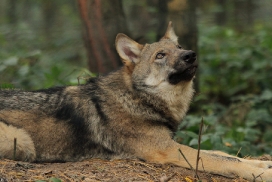Pup5m12AuheimKati_Hagen-20