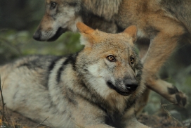 Pup5m12AuheimKati_Hagen-22