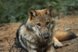 Pup5m12AuheimKati_Hagen-29