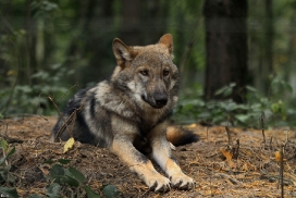 Pup5m12AuheimKati_Hagen-30