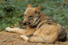 Pup5m12AuheimKati_Siegi-02