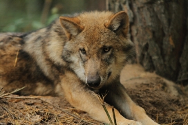 Pup5m12AuheimKati_Siegi-03