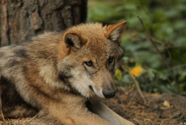 Pup5m12AuheimKati_Siegi-05