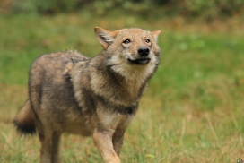 Pup5m12AuheimKati_Siegi-10