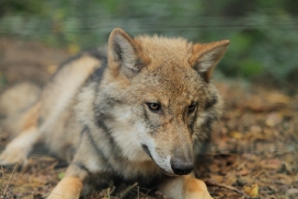 Pup5m12AuheimKati_Siegi-18
