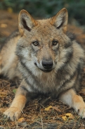 Pup5m12AuheimKati_Siegi-19