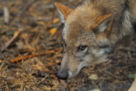 Pup5m12AuheimKati_Siegi-20