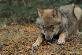 Pup5m12AuheimKati_Siegi-21