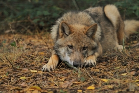 Pup5m12AuheimKati_Siegi-22