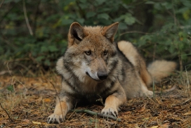 Pup5m12AuheimKati_Siegi-23