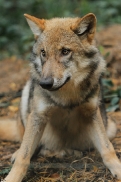 Pup5m12AuheimKati_Siegi-24