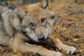 Pup5m12AuheimKati_Siegi-25