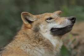 Pup5m12AuheimKati_Siegi-27