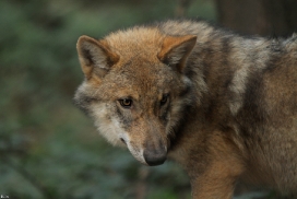 Pup5m12AuheimKati_Siegi-29