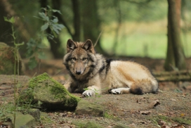 Pup5m12EderseeKati_Kiley-02