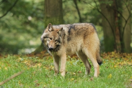 Pup5m12EderseeKati_Kiley-08