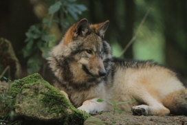 Pup5m12EderseeKati_Kiley-10