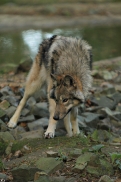 Pup5m12EderseeKati_Kiley-11
