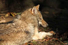 Pup5m12EderseeKati_Kiley-12