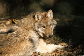 Pup5m12EderseeKati_Kiley-13