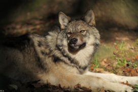 Pup5m12EderseeKati_Kiley-16
