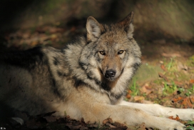 Pup5m12EderseeKati_Kiley-17