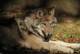 Pup5m12EderseeKati_Kiley-18