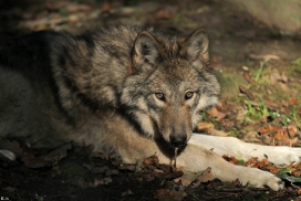 Pup5m12EderseeKati_Kiley-19