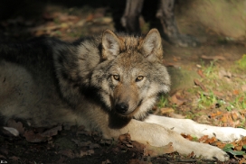 Pup5m12EderseeKati_Kiley-21
