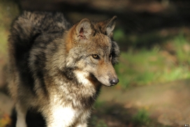 Pup5m12EderseeKati_Kiley-22