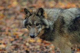 Pup5m12EderseeKati_Kiley-24