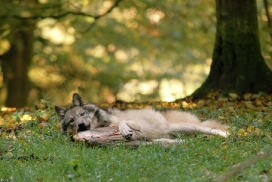 Pup5m12EderseeKati_Kiley-28
