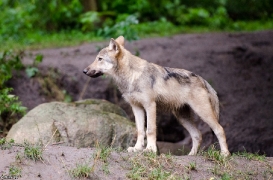 Pup5m13LueneburgBineG_brown-10