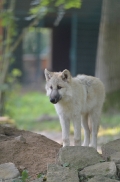 Pup5m12SpringeBineG_pup-01