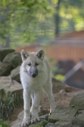 Pup5m12SpringeBineG_pup-02