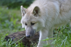 Pup5m12SpringeBineG_pup-03