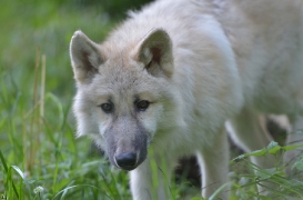 Pup5m12SpringeBineG_pup-04