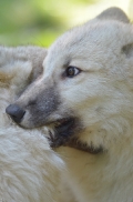 Pup5m12SpringeBineG_pup-06