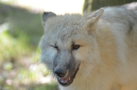 Pup5m12SpringeBineG_pup-11
