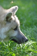 Pup5m12SpringeBineG_pup-12
