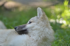 Pup5m12SpringeBineG_pup-13