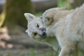 Pup5m12SpringeBineG_pup-14