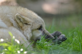 Pup5m12SpringeBineG_pup-15