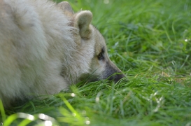 Pup5m12SpringeBineG_pup-16