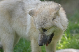 Pup5m12SpringeBineG_pup-17