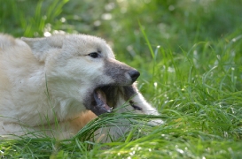 Pup5m12SpringeBineG_pup-19