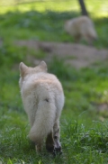 Pup5m12SpringeBineG_pup-20